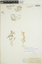 Euphorbia macropus (Klotzsch & Garcke) Boiss., U.S.A., J. G. Lemmon, F