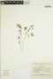 Euphorbia macropus (Klotzsch & Garcke) Boiss., Mexico, S. González 2120, F