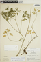 Euphorbia macropus (Klotzsch & Garcke) Boiss., Guatemala, L. O. Williams 21839, F