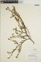 Euphorbia mesembryanthemifolia Jacq., Mexico, J. D. Sauer 3276, F