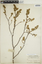 Euphorbia mesembryanthemifolia Jacq., Mexico, C. F. Millspaugh 1738, F