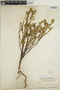 Euphorbia mesembryanthemifolia Jacq., Mexico, C. F. Millspaugh 1751a, F