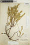 Euphorbia mesembryanthemifolia Jacq., Mexico, C. F. Millspaugh 1761, F