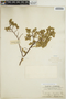 Euphorbia mesembryanthemifolia Jacq., Mexico, C. F. Millspaugh 1762, F