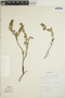 Euphorbia mesembryanthemifolia Jacq., Belize, F. R. Fosberg 54249, F