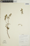 Euphorbia mesembryanthemifolia Jacq., Belize, F. R. Fosberg 54400, F