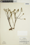 Euphorbia mesembryanthemifolia Jacq., Honduras, A. Molina R. 20684, F