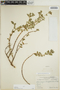 Euphorbia mesembryanthemifolia Jacq., Panama, G. Proctor Cooper 226, F