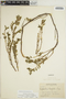 Euphorbia mesembryanthemifolia image