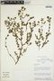 Euphorbia mesembryanthemifolia image
