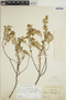Euphorbia mesembryanthemifolia image