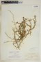 Anemotrochus eggersii (Schltr.) Mangelsdorff, Meve & Liede, Bahamas, N. L. Britton 2191, F