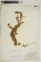 Anemotrochus eggersii (Schltr.) Mangelsdorff, Meve & Liede, Bahamas, C. F. Millspaugh 9367, F