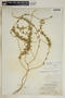 Anemotrochus eggersii (Schltr.) Mangelsdorff, Meve & Liede, Bahamas, C. F. Millspaugh 9212, F