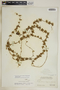 Anemotrochus eggersii (Schltr.) Mangelsdorff, Meve & Liede, Bahamas, P. Wilson 7799, F