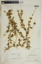 Anemotrochus eggersii (Schltr.) Mangelsdorff, Meve & Liede, Bahamas, P. Wilson 7433, F