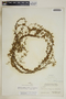 Anemotrochus eggersii (Schltr.) Mangelsdorff, Meve & Liede, Bahamas, P. Wilson 7808, F