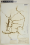 Anemotrochus eggersii (Schltr.) Mangelsdorff, Meve & Liede, Bahamas, G. V. Nash 1031, F