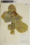 Calotropis procera (Aiton) W. T. Aiton, U.S. Virgin Islands, F. R. Fosberg 54093, F