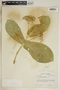 Calotropis procera (Aiton) W. T. Aiton, Jamaica, T. G. Yuncker 17124, F