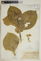 Calotropis procera (Aiton) W. T. Aiton, Dominican Republic, H. von Türckheim 2690, F