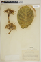 Calotropis procera (Aiton) W. T. Aiton, Dominican Republic, E. L. Ekman 8087, F