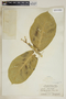 Calotropis procera (Aiton) W. T. Aiton, Turks & Caicos, C. F. Millspaugh 9327, F