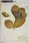 Calotropis procera (Aiton) W. T. Aiton, Turks & Caicos, G. V. Nash 3883, F