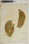Calotropis procera (Aiton) W. T. Aiton, M. Sessé 1291, F