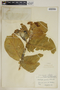 Calotropis procera (Aiton) W. T. Aiton, Grenada, G. Proctor Cooper 201, F