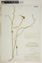 Funastrum clausum (Jacq.) Schltr., Bahamas, N. L. Britton 2661, F