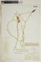 Funastrum clausum (Jacq.) Schltr., Bahamas, N. L. Britton 482, F