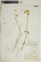 Funastrum clausum (Jacq.) Schltr., Bahamas, N. L. Britton 770, F