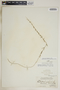Metastelma blodgettii A. Gray, Bahamas, L. J. K. Brace 7010, F