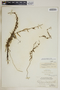 Metastelma blodgettii A. Gray, Bahamas, L. J. K. Brace 7010, F