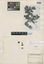 Symplocos lutescens Brand, COLOMBIA, W. Purdie, Isotype, F