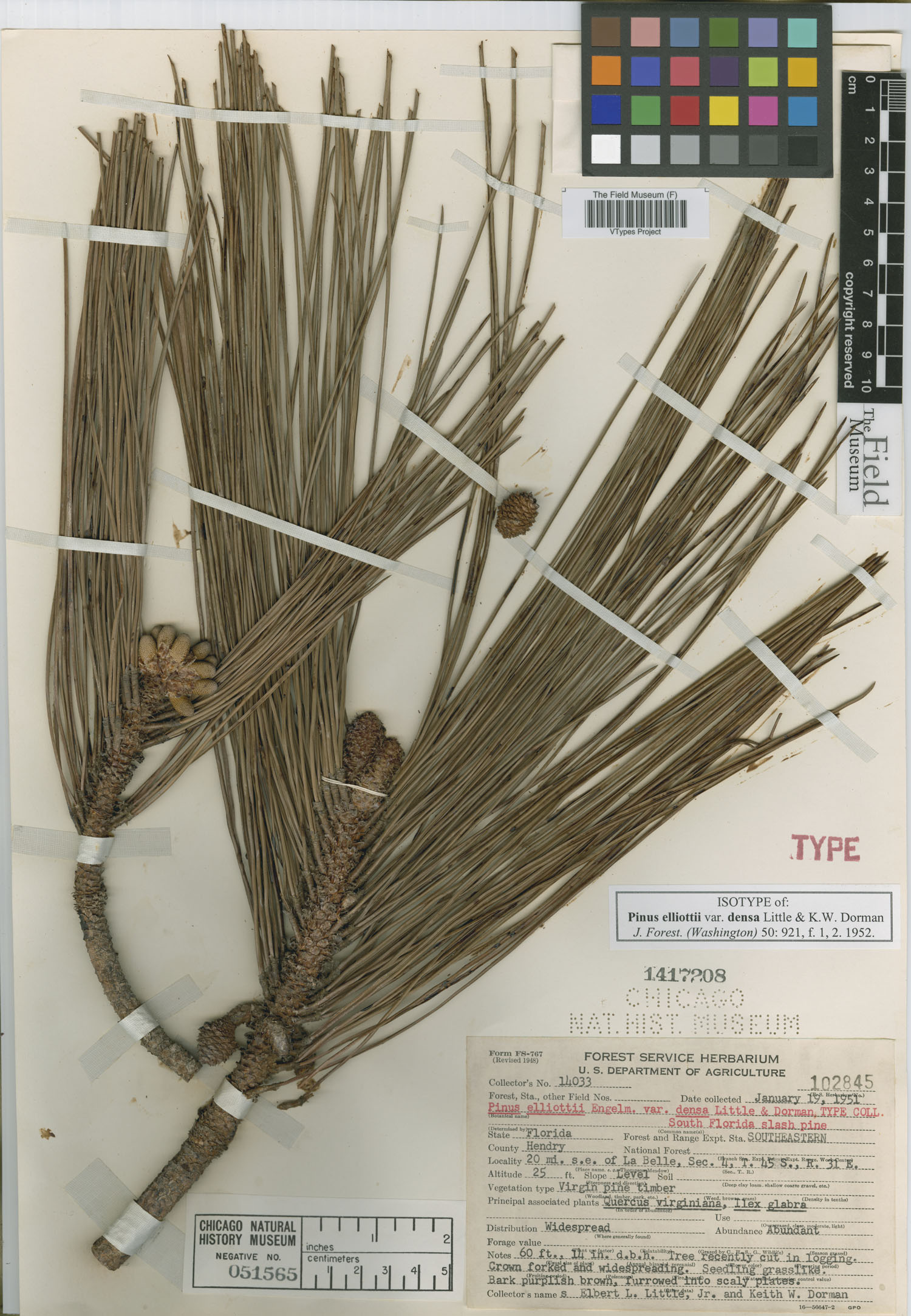 Pinus elliottii var. densa image
