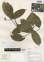 Licaria applanata van der Werff, Ecuador, H. H. van der Werff 12194, Isotype, F