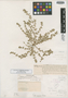 Euphorbia stictospora var. texensis Millsp., U.S.A., A. A. Heller 1913, Syntype, F