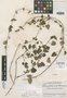 Stachys glechomoides Epling, Guatemala, J. A. Steyermark 49789, Isotype, F