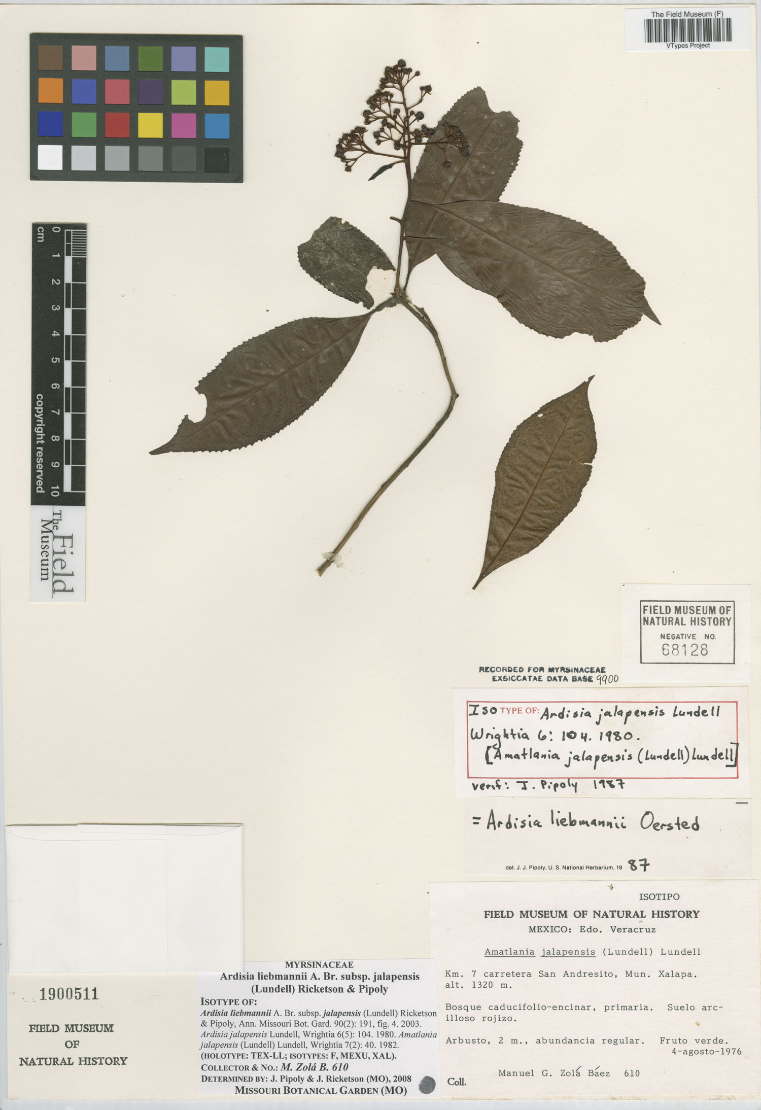 Ardisia liebmannii subsp. jalapensis image