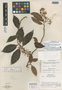 Ardisia matagalpana Lundell, Nicaragua, L. O. Williams 24874, Holotype, F