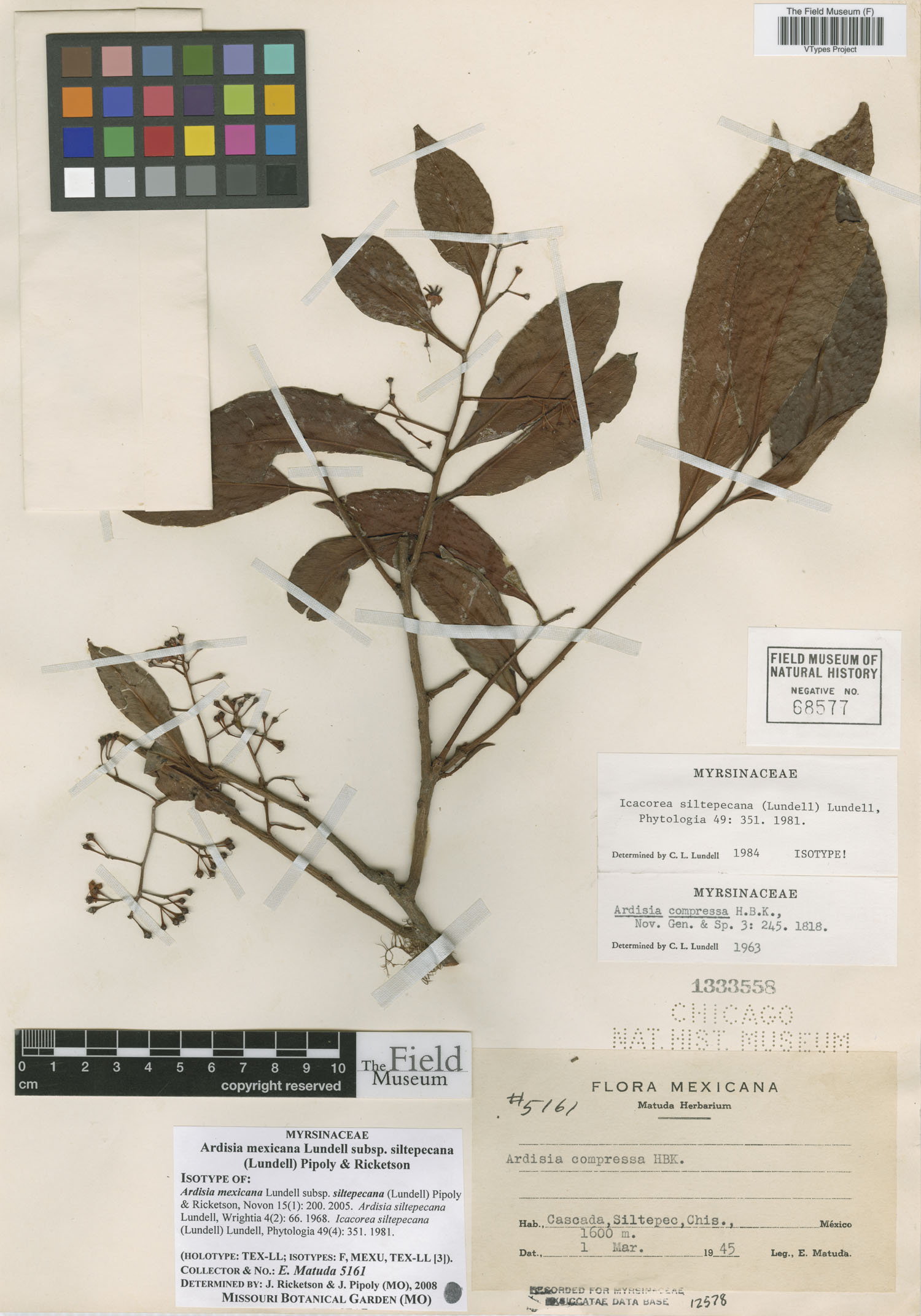 Ardisia mexicana subsp. siltepecana image