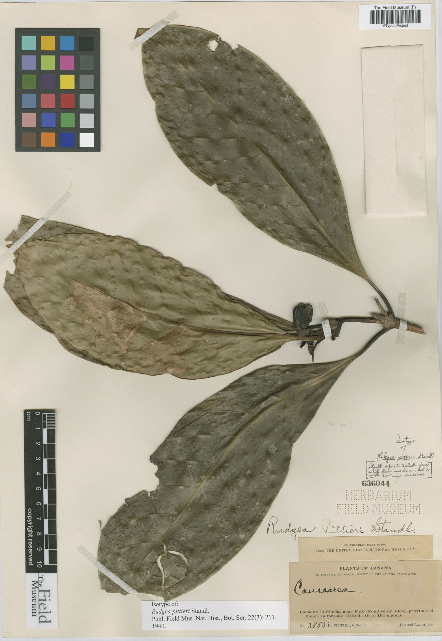 Rudgea pittieri image