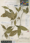 Rudgea costanensis Steyerm., VENEZUELA, H. F. Pittier 13498, Isotype, F