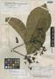 Rudgea krukovii Standl., Brazil, B. A. Krukoff 6173, Holotype, F