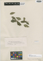 Rudgea malpighiacea Standl., Brazil, H. M. Curran 226, Isotype, F
