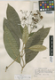 Rudgea pendula Standl. ex Zappi, Ecuador, W. B. Drew 591, Holotype, F