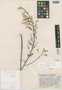 Pitcairnia flagellaris L. B. Sm., Guatemala, J. A. Steyermark 44976, Holotype, F