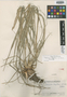 Pitcairnia flagellaris L. B. Sm., Guatemala, J. A. Steyermark 44976, Holotype, F